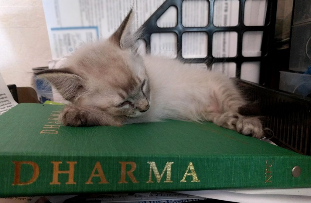 Dharma kitten