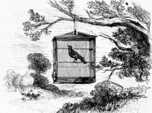 Caged_Bird_in_Tree